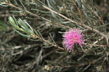 APII jpeg image of Melaleuca sapientes  © contact APII