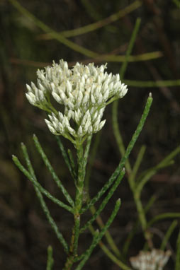 APII jpeg image of Ozothamnus pholidotus  © contact APII