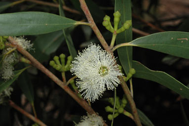 APII jpeg image of Eucalyptus stricta  © contact APII