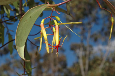 APII jpeg image of Muellerina eucalyptoides  © contact APII