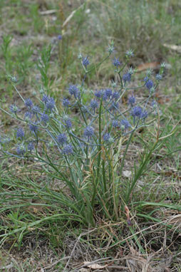 APII jpeg image of Eryngium rostratum  © contact APII