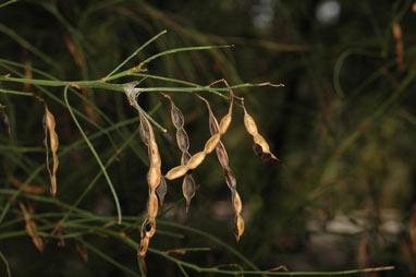 APII jpeg image of Acacia extensa  © contact APII