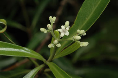 APII jpeg image of Psychotria daphnoides  © contact APII