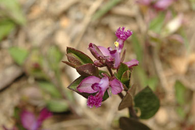 APII jpeg image of Polygala japonica  © contact APII