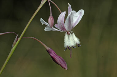 APII jpeg image of Arthropodium milleflorum  © contact APII