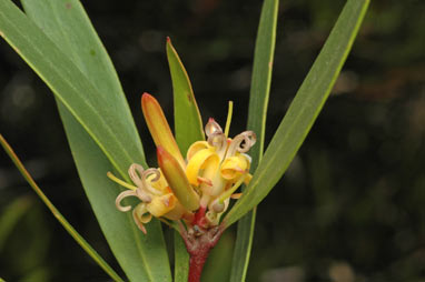 APII jpeg image of Persoonia silvatica  © contact APII