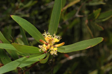 APII jpeg image of Persoonia silvatica  © contact APII