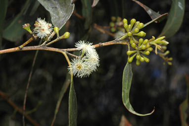 APII jpeg image of Eucalyptus racemosa  © contact APII