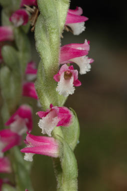 APII jpeg image of Spiranthes australis  © contact APII