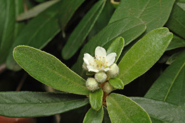 APII jpeg image of Pyracantha angustifolia  © contact APII