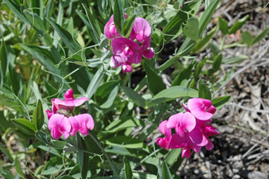 APII jpeg image of Lathyrus latifolius  © contact APII