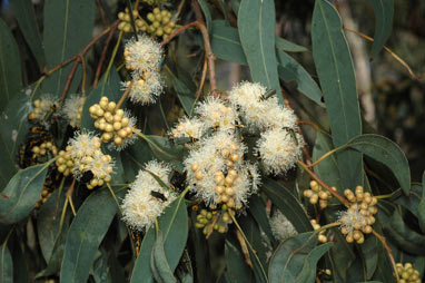 APII jpeg image of Eucalyptus michaeliana  © contact APII