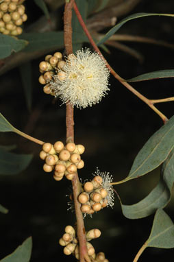 APII jpeg image of Eucalyptus michaeliana  © contact APII