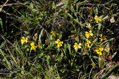 APII jpeg image of Goodenia paniculata  © contact APII