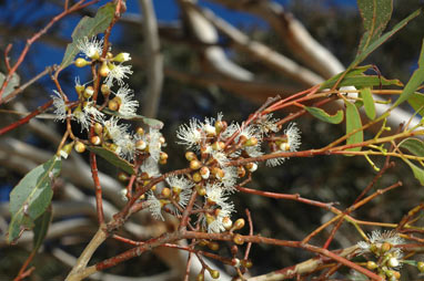 APII jpeg image of Eucalyptus mannifera subsp. mannifera  © contact APII