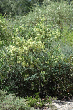 APII jpeg image of Stenocarpus angustifolius  © contact APII