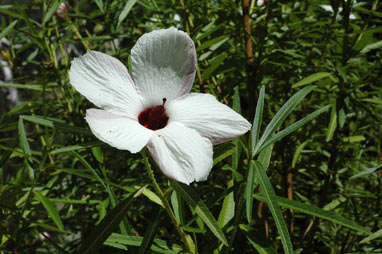 APII jpeg image of Hibiscus heterophyllus subsp. heterophyllus  © contact APII