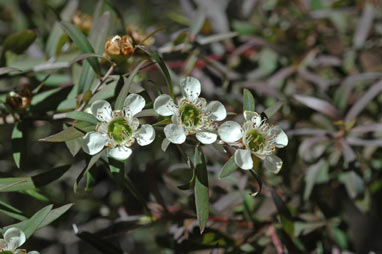 APII jpeg image of Leptospermum morrisonii  © contact APII