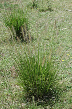 APII jpeg image of Pennisetum alopecuroides  © contact APII