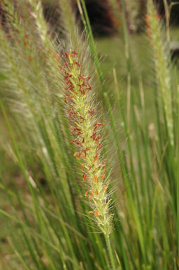 APII jpeg image of Pennisetum alopecuroides  © contact APII