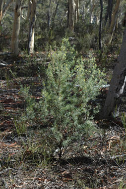 APII jpeg image of Persoonia mollis subsp. livens  © contact APII