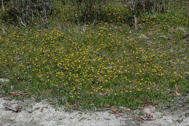 APII jpeg image of Goodenia paniculata  © contact APII