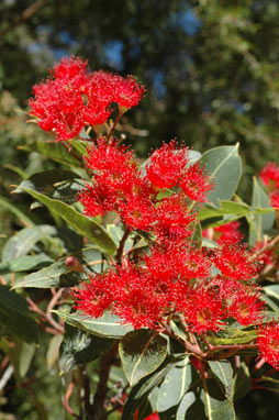 APII jpeg image of Corymbia ficifolia 'Dwarf Crimson'  © contact APII