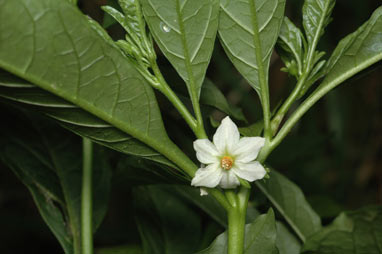 APII jpeg image of Solanum pseudocapsicum  © contact APII