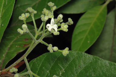 APII jpeg image of Psychotria loniceroides  © contact APII
