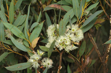 APII jpeg image of Eucalyptus ligulata subsp. stirlingica  © contact APII