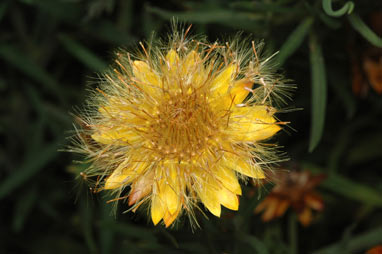 APII jpeg image of Xerochrysum bracteatum  © contact APII