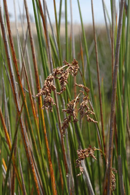 APII jpeg image of Machaerina articulata  © contact APII