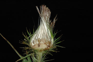 APII jpeg image of Cirsium vulgare  © contact APII