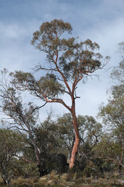 APII jpeg image of Eucalyptus rubida  © contact APII