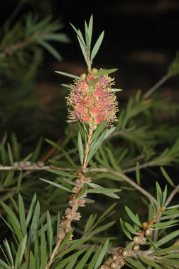 APII jpeg image of Callistemon 'Inverramsay'  © contact APII