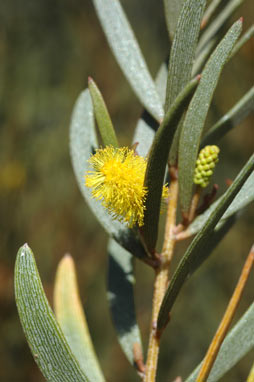 APII jpeg image of Acacia craspedocarpa  © contact APII