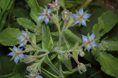 APII jpeg image of Borago officinalis  © contact APII