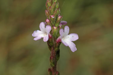 APII jpeg image of Verbena africana  © contact APII