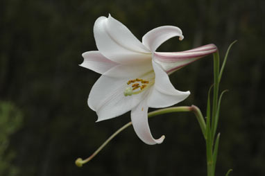 APII jpeg image of Lilium formosanum  © contact APII