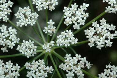 APII jpeg image of Daucus carota  © contact APII