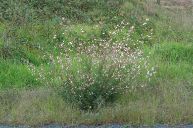 APII jpeg image of Oenothera lindheimeri  © contact APII