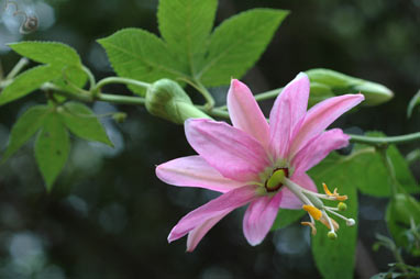 APII jpeg image of Passiflora tarminiana  © contact APII