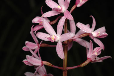 APII jpeg image of Dipodium punctatum  © contact APII