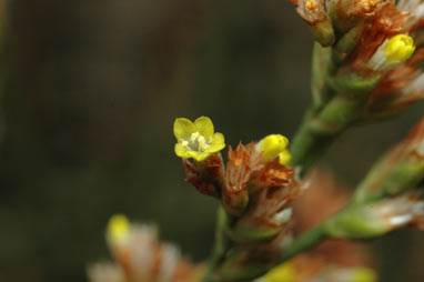 APII jpeg image of Limonium australe var. australe  © contact APII