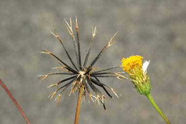 APII jpeg image of Bidens pilosa  © contact APII