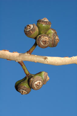 APII jpeg image of Eucalyptus canaliculata  © contact APII