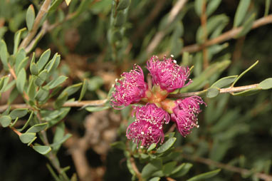 APII jpeg image of Melaleuca thymifolia  © contact APII