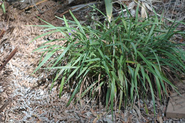 APII jpeg image of Dianella sp. Lord Howe Island (M.D.Crisp 4505 & I.R.H.Telford)  © contact APII