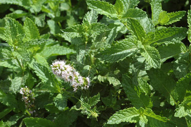 APII jpeg image of Mentha spicata  © contact APII