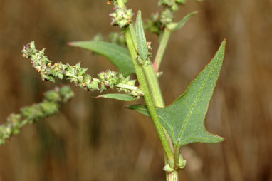 APII jpeg image of Atriplex prostrata  © contact APII